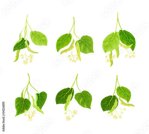 Blooming linden twigs with green leaves and flowers set. Tilia Cordata blossoming spring branches vector illustration