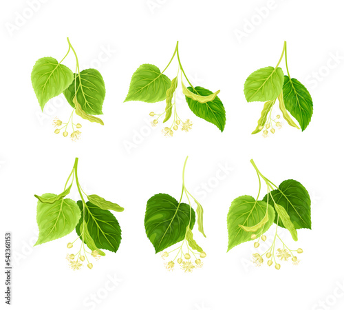 Blooming linden twig with green leaves and flowers set vector illustration