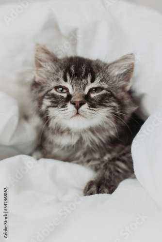 a cute gray kitten is lying next to a bed with white cotton bedding. Pets at home