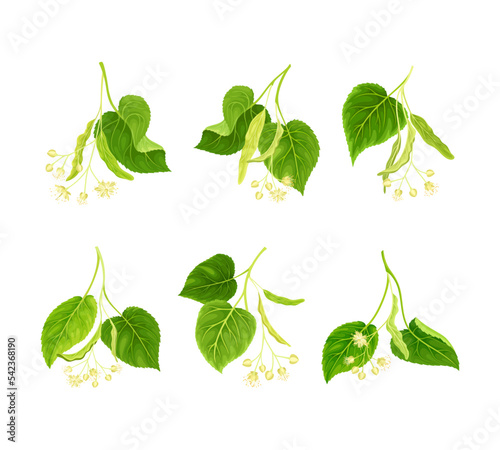 Blooming linden twigs set. Tilia Cordata tree sprigs with green leaves and flowers vector illustration