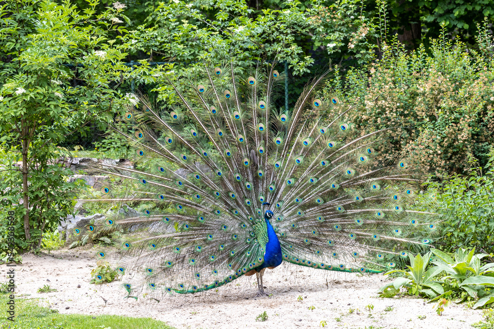 Obraz premium Indian Peacock or Blue Peacock, Pavo cristatus