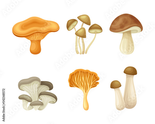 Wild forest edible mushroom types set vector illustration