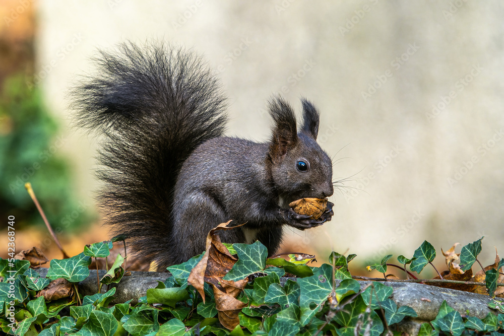 Grey squirrel, Sciurus at Old North Cemetery of Munich, Germany Grey squirrel, Sciurus at Old North Cemetery of Munich, Germany