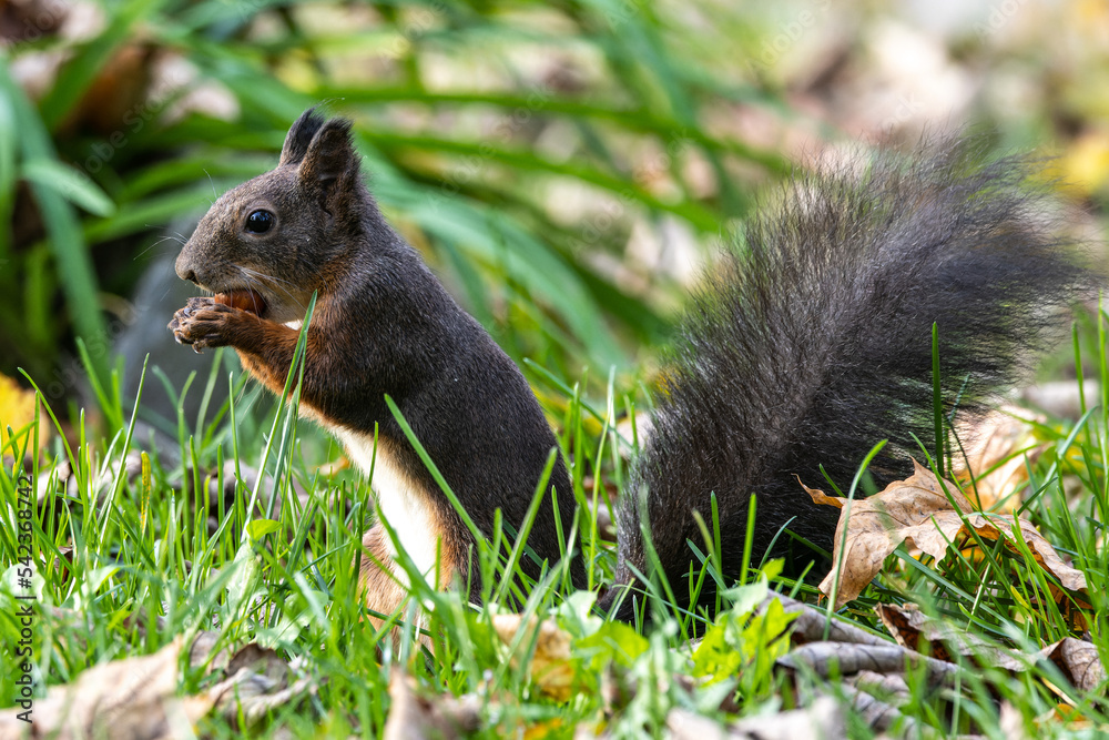 Grey squirrel, Sciurus at Old North Cemetery of Munich, Germany Grey squirrel, Sciurus at Old North Cemetery of Munich, Germany