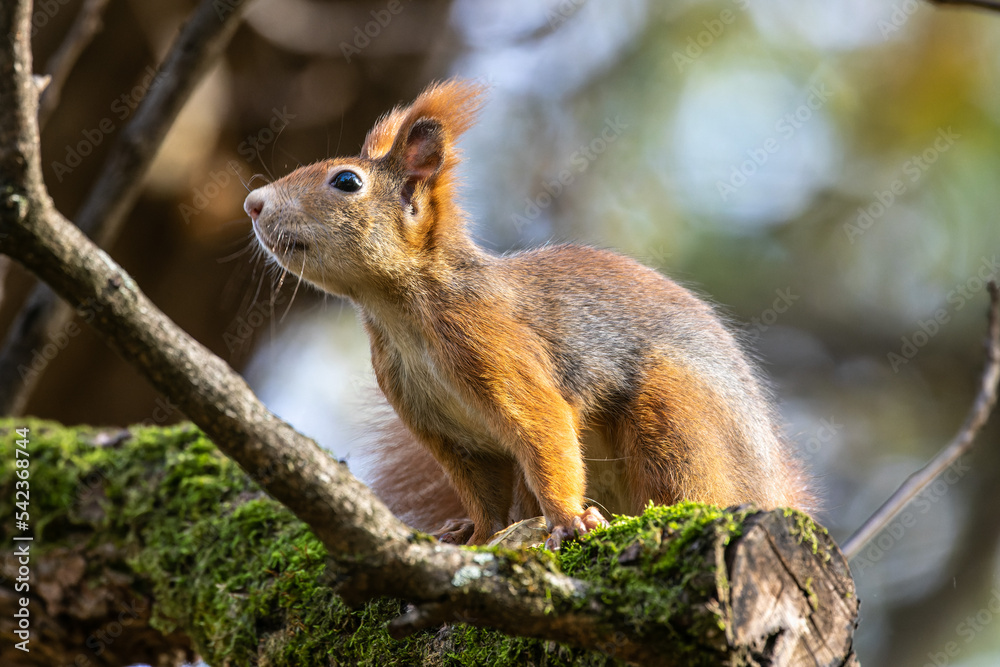 Eurasian red squirrel, Sciurus vulgaris at Old North Cemetery of Munich, Germany Eurasian red squirrel, Sciurus vulgaris at Old North Cemetery of Munich, Germany