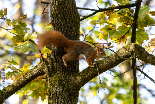 Eurasian red squirrel, Sciurus vulgaris at Old North Cemetery of Munich, Germany