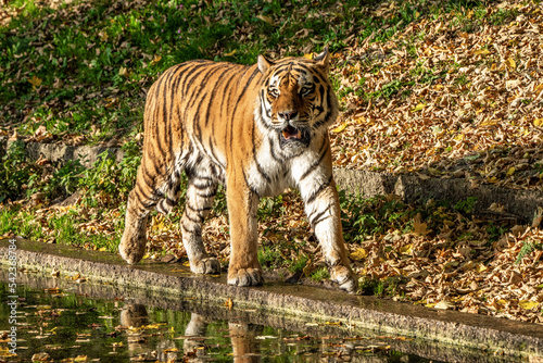 The Siberian tiger Panthera tigris altaica in the zoo