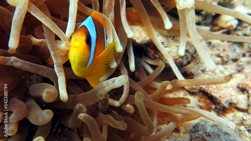 clown fish of red sea