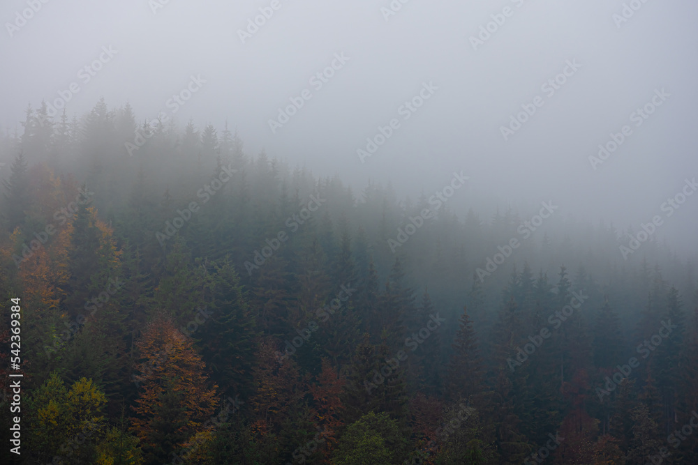 Foggy autumn mountain landscape with spruce forest.