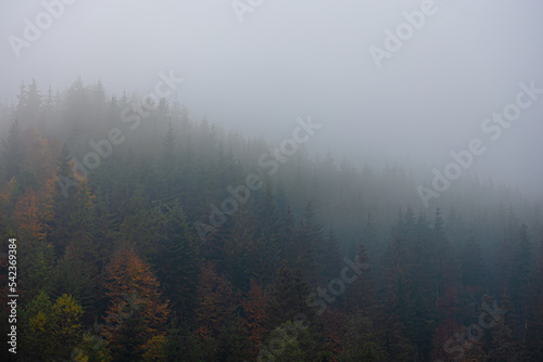 Foggy autumn mountain landscape with spruce forest. © puhimec