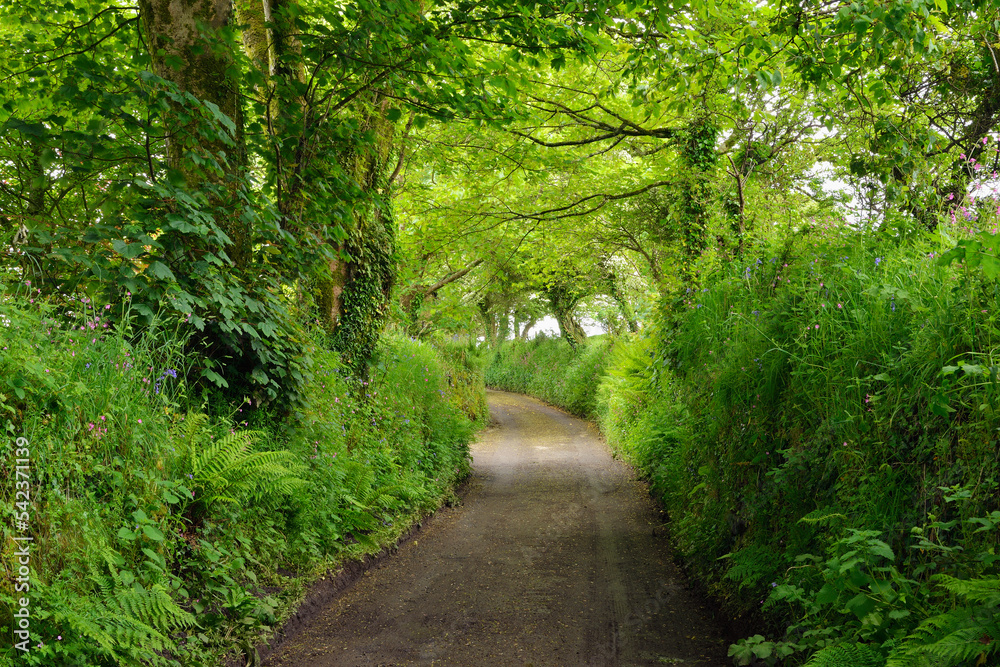UK, England, Footpath cutting through green lush forest UK, England, Footpath cutting through green lush forest
