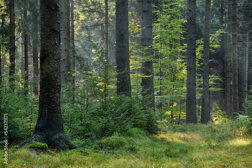 Green woodland inSaxon Switzerland National Park photo