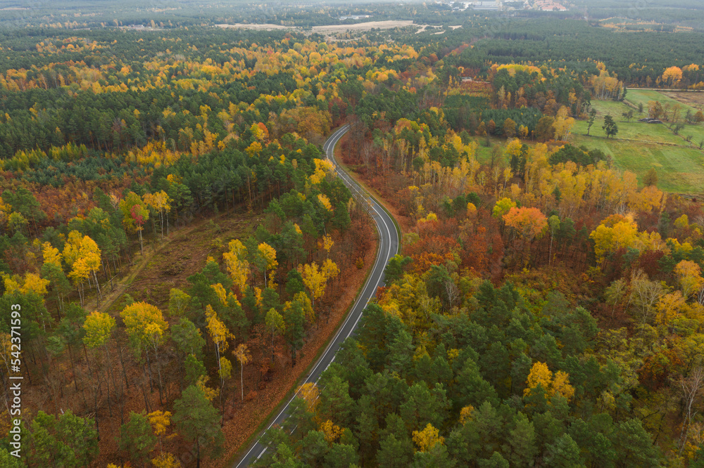 Rozległa równina porośnięta mieszanym, iglasto liściastym lasem. Środkiem przebiega asfaltowa droga. Jest jesień liście mają żółty i brązowy kolor. Zdjęcie z drona.