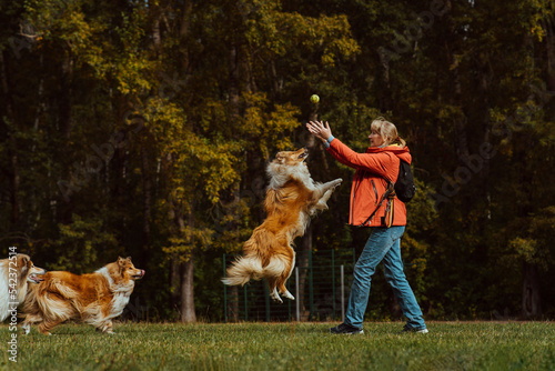 Woman catching ball and playing with dogs in park