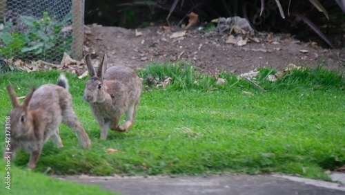 Wild rabbit feeding on grass in caravan holiday park. photo