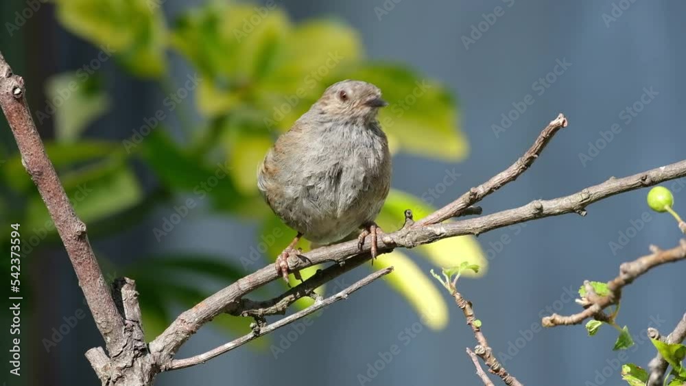 Dunnock in urban garden searching for food in hot weather.