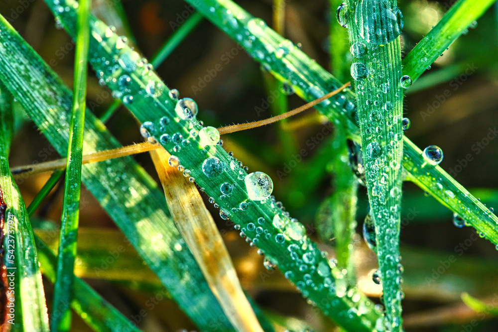 Fototapeta premium Frozen dew drops on a blade of grass. Close up of frozen water. Macro shot