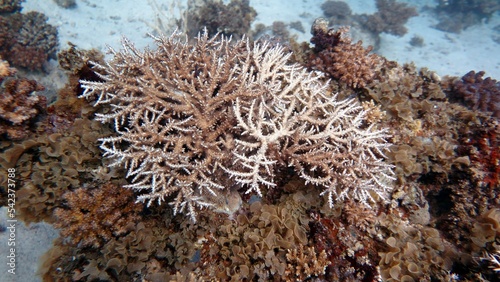 Fototapeta Naklejka Na Ścianę i Meble -  red sea fish and hard corals