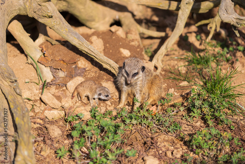 Meerkat - Suricata suricatta standing on a stone guarding the surroundings in sunny weather. Photo has nice bokeh. photo