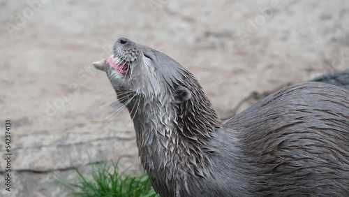 The Asian small-clawed otter, also known as the oriental small-clawed otter and the small-clawed otter, is an otter species native to South and Southeast Asia.  photo