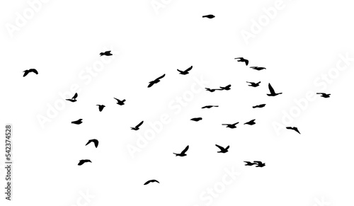 Obraz na płótnie A flock of flying birds. Free birds. Vector illustration