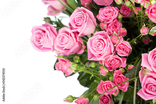 Beautiful pink roses on background