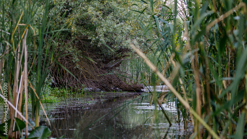 The swamps and wilderness of the Danube Delta in Romania