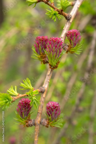 larch branches in spring day