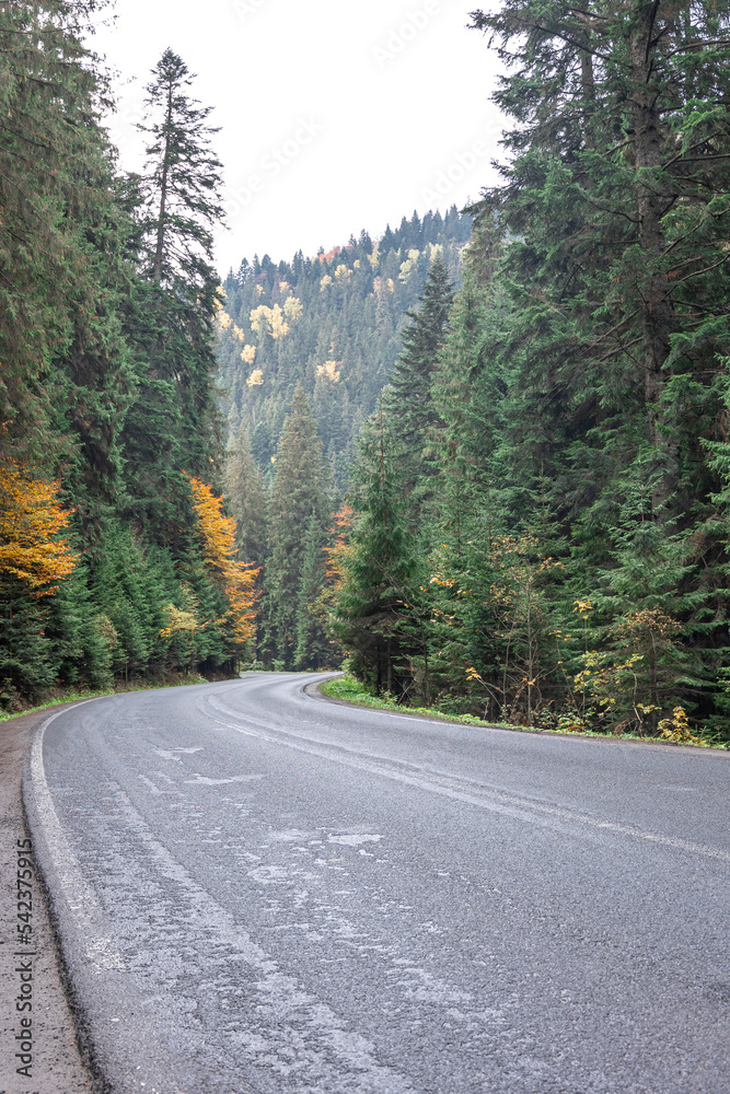 Winding road in a mountainous area in a coniferous forest.