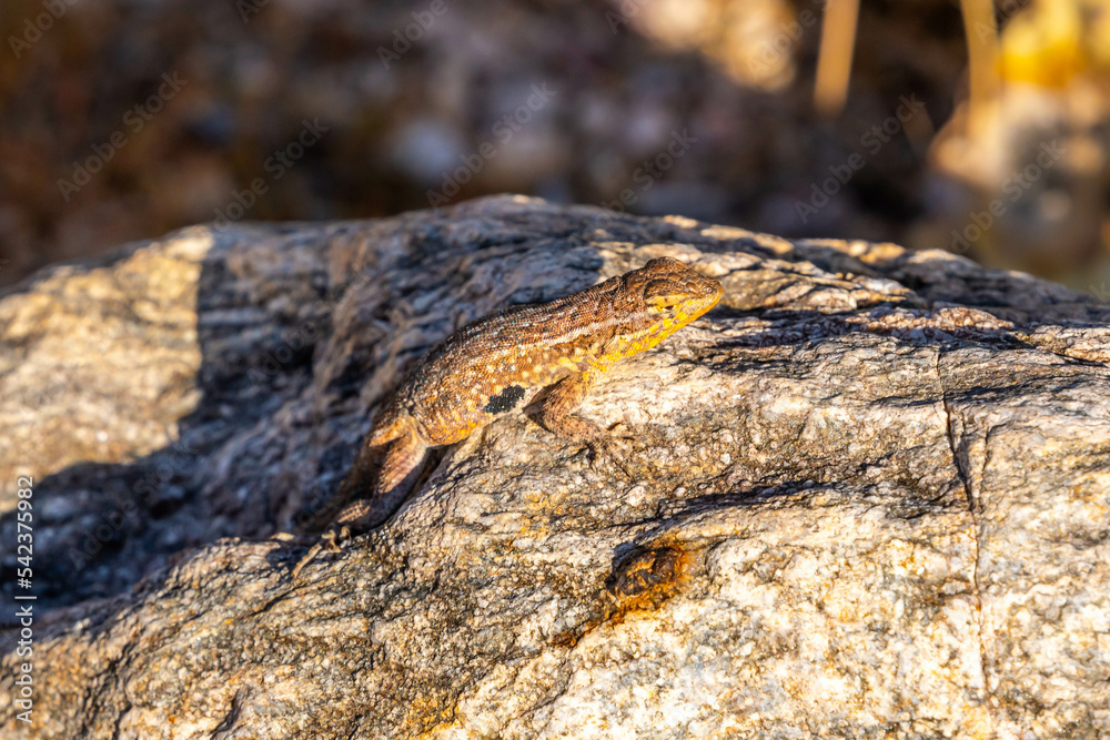 A Common Side Blotched Lizard in Tucson, Arizona A Common Side Blotched Lizard in Tucson, Arizona