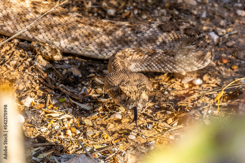 A Rattlesnake in Tucson, Arizona