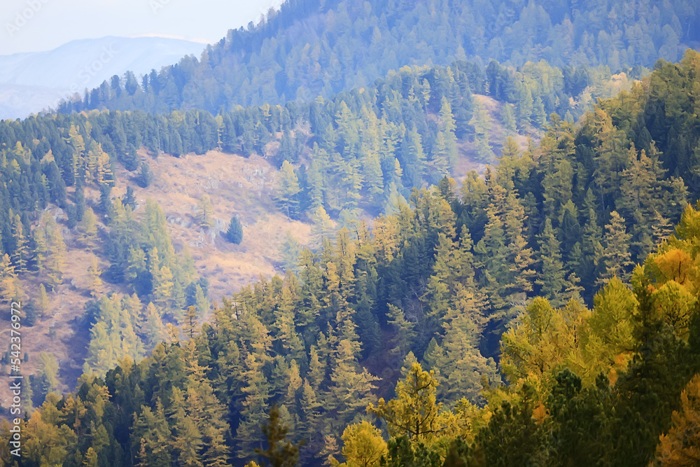 scenery yellow larch beautiful autumn forest, ecology climate change