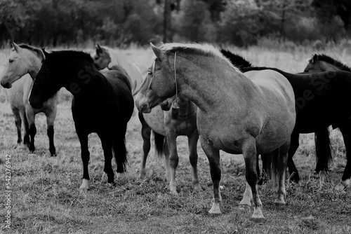 horses running across the steppe, dynamic freedom herd © kichigin19