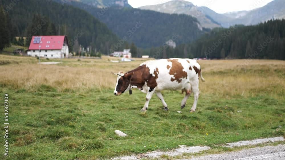 Beautiful mountain cows graze on the green grass of the Alps. Traveling and relaxing.