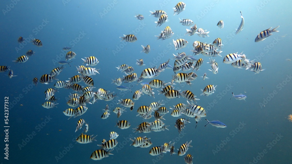 Sergeant Major Fish of the red sea Sergeant Major Fish of the red sea