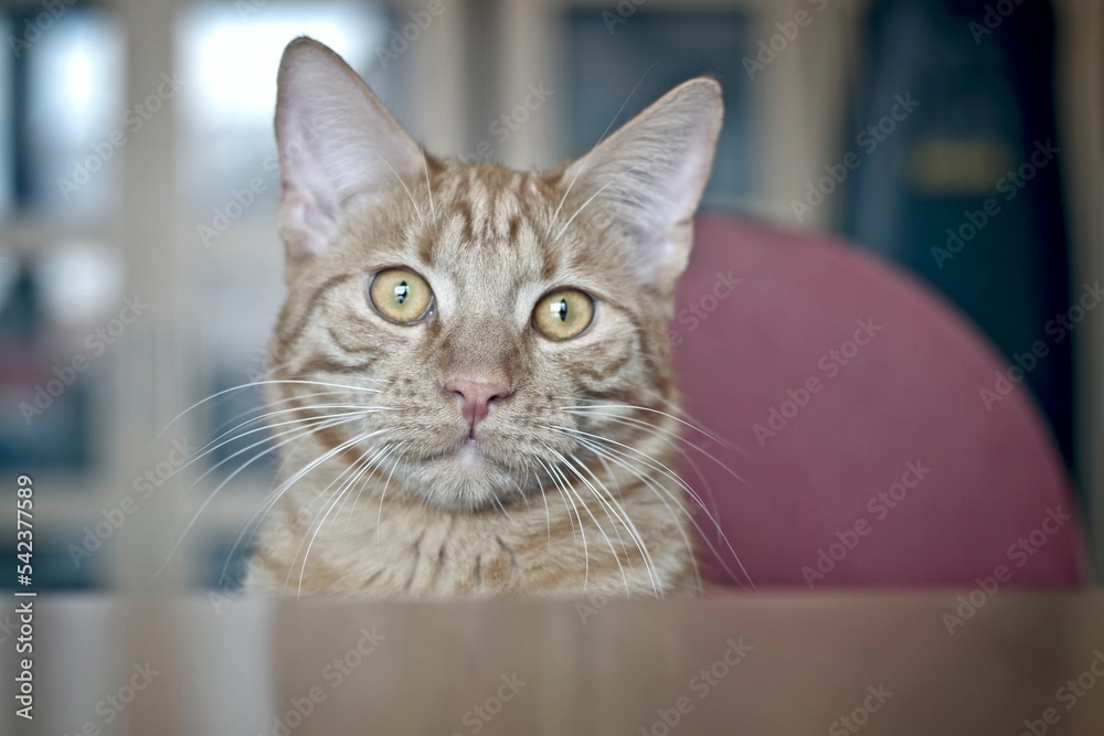 Cute tabby cat sitting by the table and looking curious to the camera.. Horizontal image with selective focus.
