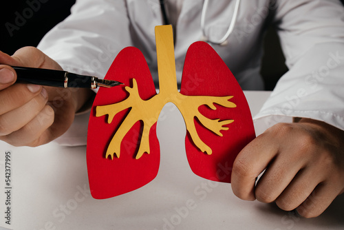 Doctor holding lung organ model close-up. Prevention and treatment