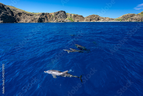 小笠原　ボニンブルーの海を泳ぐハシナガイルカの群れ