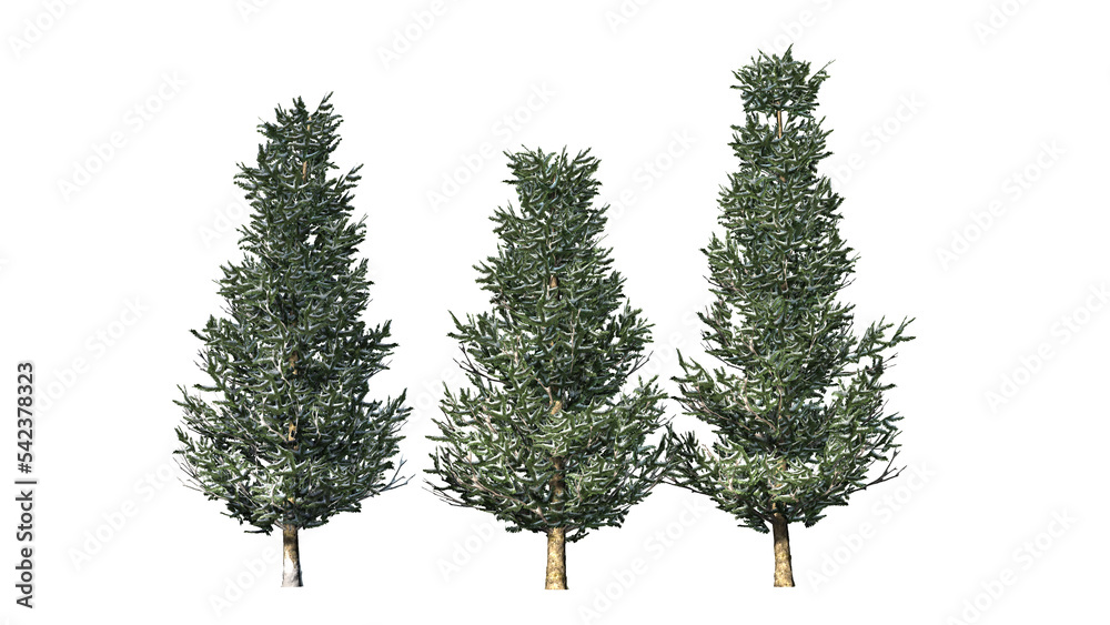 Fototapeta premium Trees in winter on transparent background - 3D Illustration