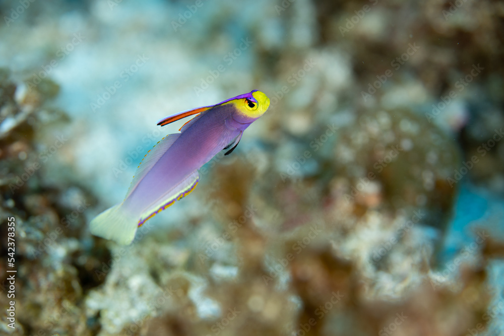 Obraz premium 小笠原 シコンハタタテハゼ