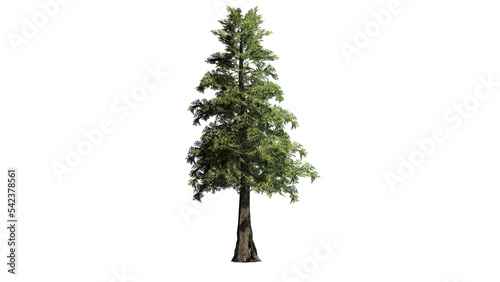 Western Red Cedar tree on transparent background - 3D Illustration