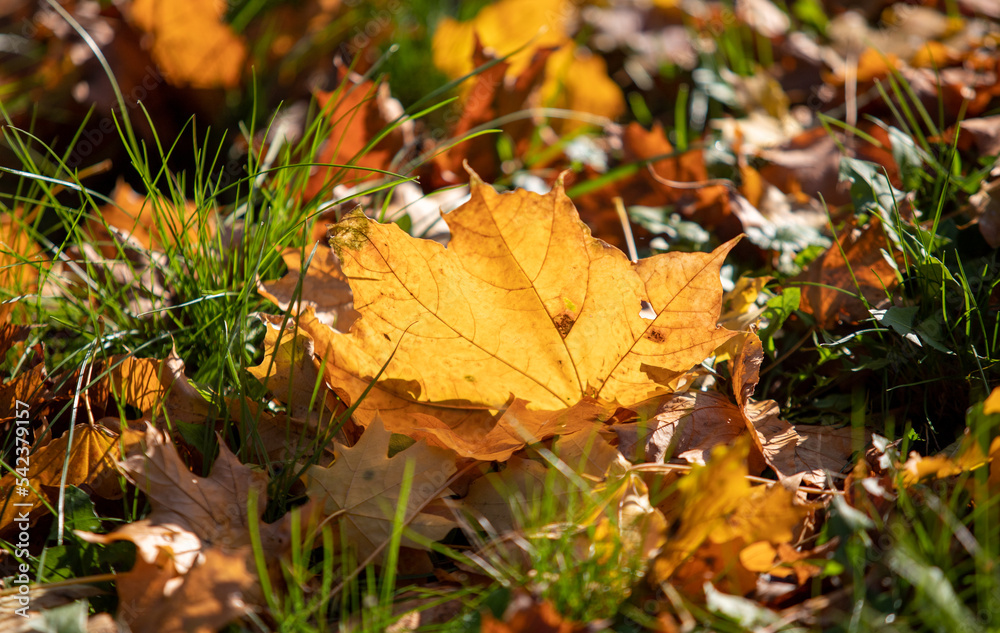 Yellow autumn leaves on the ground in the grass Yellow autumn leaves on the ground in the grass
