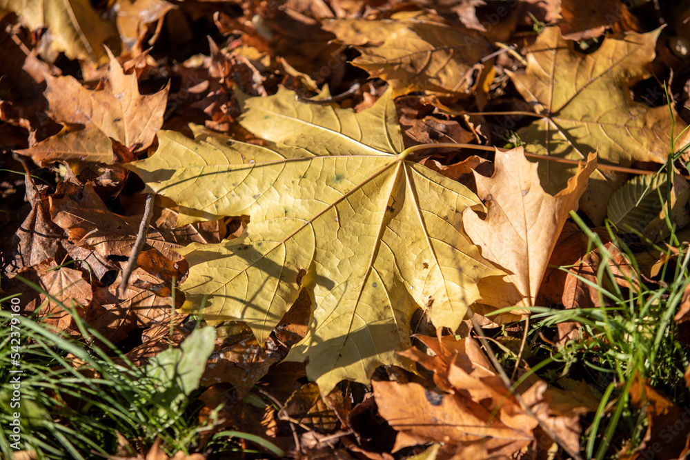 Yellow autumn leaves on the ground in the grass Yellow autumn leaves on the ground in the grass