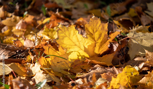 Yellow autumn leaves on the ground in the grass