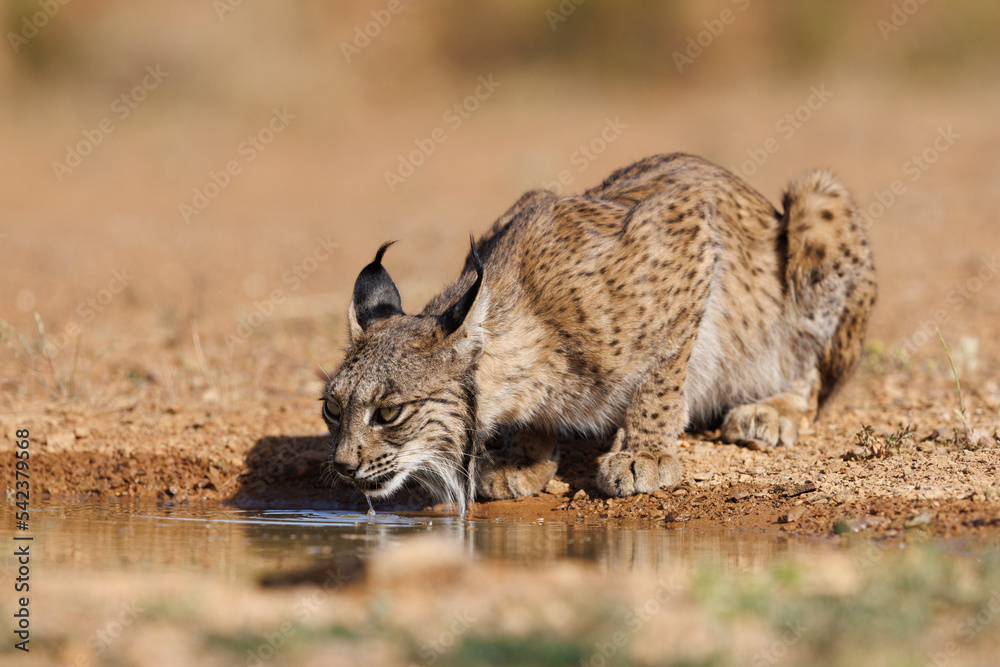Obraz premium Lince ibérico en su entorno natural en libertad.