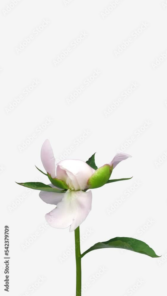 Time lapse of opening white-pink peony (Paeonia) flower isolated on white background, vertical orientation, 4K