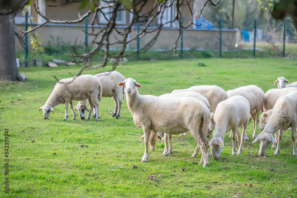 flock of sheep grazing in green countryside flock of sheep grazing in green countryside