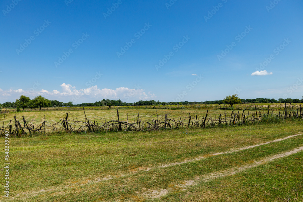 Obraz premium The Landscape of the Latea Forest in the Danube Delta