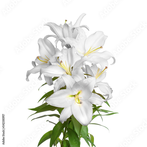 Lily flowers. White lilies. Beautiful flowers isolated on white background