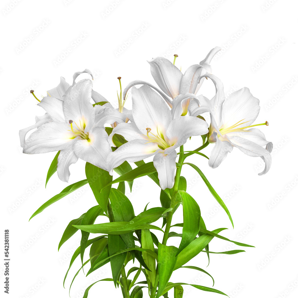Fototapeta premium White lilies. Lilies flowers. Close-up flowers isolated on white background